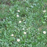 Черногория цветок