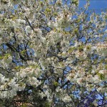 Цветущая вишня в Негушах